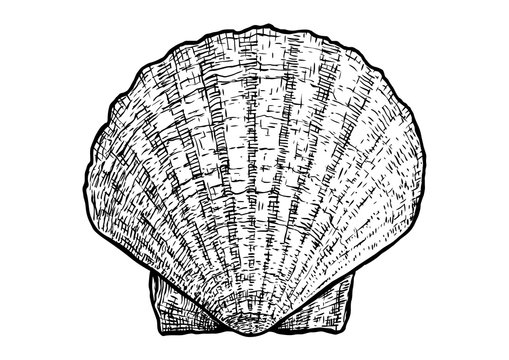 Scallops, clam, shell  illustration, drawing, engraving, ink, realistic