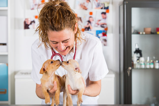 Veterinary with a Chihuahua puppy