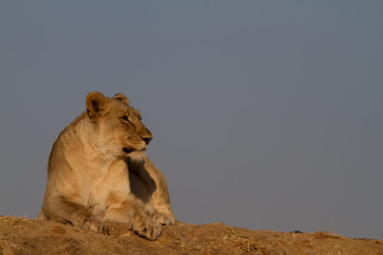 Lion, Madikwe Game Reserve