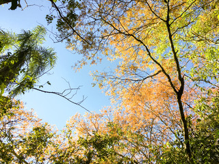 View of the Iguazu (Iguacu) falls, the largest series of waterfalls on the planet, located between Brazil, Argentina, and Paraguay. 