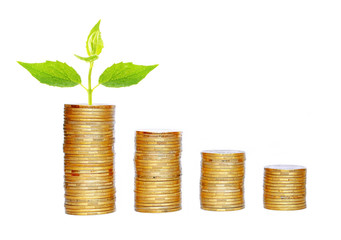 Many coins in column and green plant isolated on white