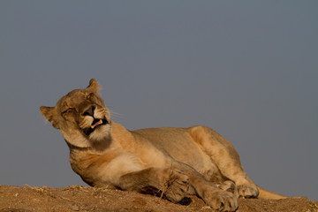 Lion, Madikwe Game Reserve