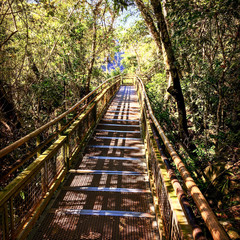 Fototapeta premium View of the Iguazu (Iguacu) falls, the largest series of waterfalls on the planet, located between Brazil, Argentina, and Paraguay. 