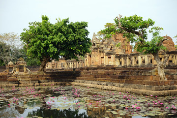 Pond with lotuses