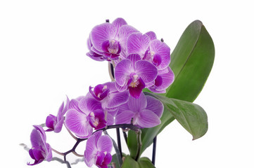 Orchidee.