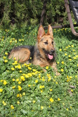Fynn und Blumen