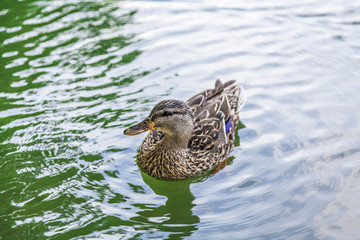 Ente am Adenauer Weiher