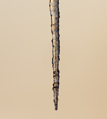 icicles on the nature of the morning