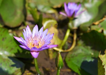Purple lotus in the pool.