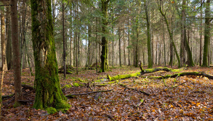 Dead hornbeam tree lying moss wrapped