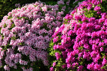 Obraz premium ツツジ 日本庭園 京都 Azalea flower at Japanese garden, Kyoto Japan
