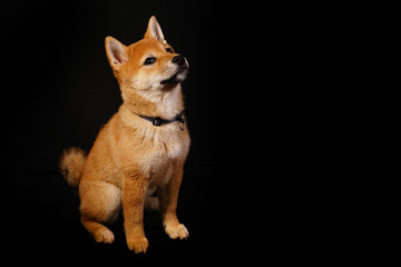 Shiba Inu
