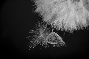 Abstract macro photo with water drops. Dandelion seed.Artistic Background