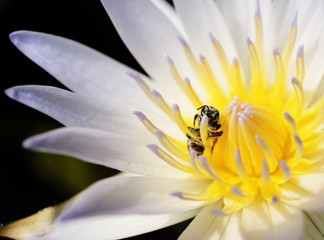 Bee with lotus flower blooming