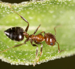 ant in nature. macro