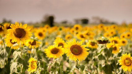 Field of sunflowers with blue sky. A sunflower field at sunset,with vintage filter,selective focus