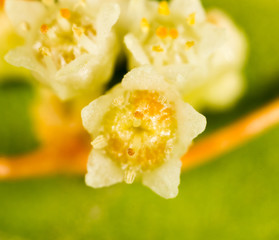 flowers yellow plant parasite