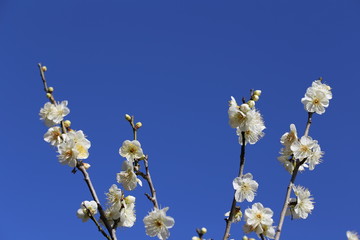 馬見丘陵公園の梅林
