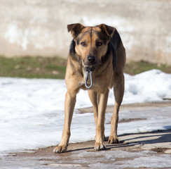 dog on nature in winter