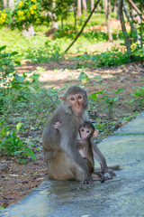 Mother and baby monkey hugs family in a park  -Monkey island, Vietnam, Asia