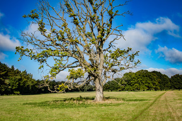 Landscape In United Kingdom