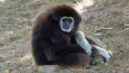 Un gibbon a mains blanches pensif et assis sur un tronc d'arbre