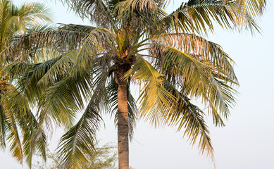Plakat coconut palm tree on blue sky in Thailand.