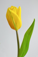 Yellow tulip flower.