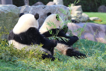 Obraz premium ジャイアントパンダ