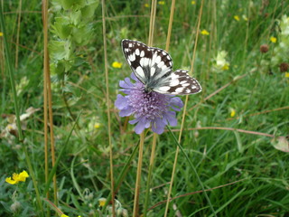 Demi-deuil butinant une scabieuse en prairie