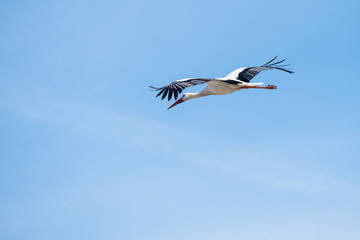 Young Stork in flight