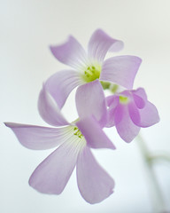 Flower oxalis.
