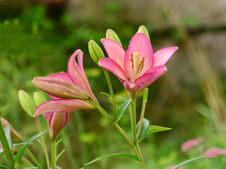 Naklejka premium Lily flowers in the flowerbed.