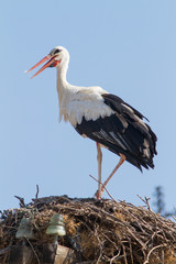 Young Stork in his nest