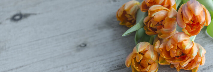 Tulpen auf Holz als Hintergrund, Panorama, beschreibbar