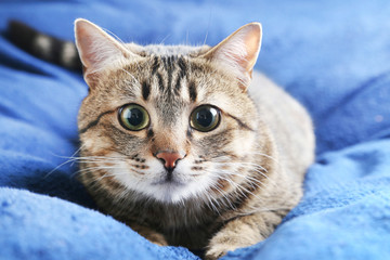 Beautiful cat lying on the blue plaid