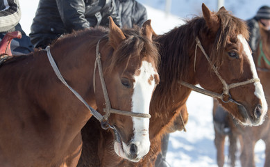 Fototapeta premium face horse on nature in winter