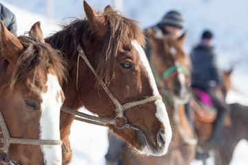 face horse on nature in winter