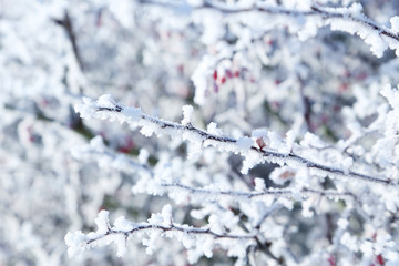 Frozen tree branches