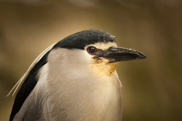 Vogelportrait einer Dommelart