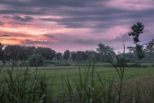 Sunset in rice field