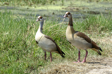 Naklejka na ściany i meble Ouette d'Égypte,.Alopochen aegyptiaca, Egyptian Goose, Parc national Kruger, Afrique du Sud