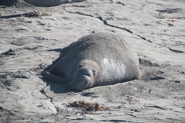 Elephant seals laying on the beach sunbathing in USA
