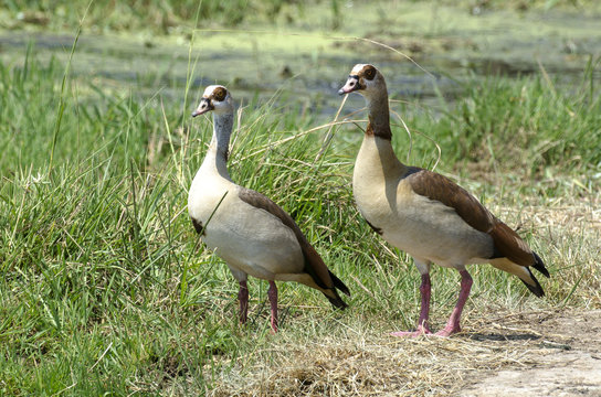 Ouette d'Égypte,.Alopochen aegyptiaca, Egyptian Goose, Parc national Kruger, Afrique du Sud