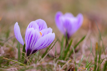 Krokusy