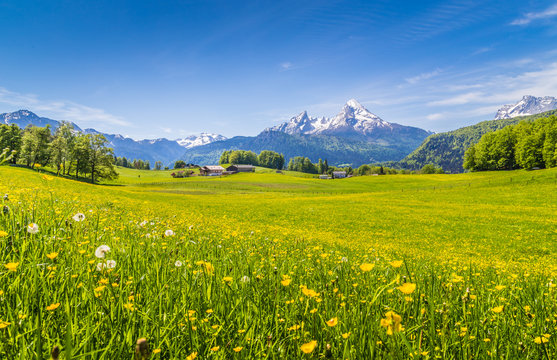 Idyllic landscape in the Alps with blooming meadows in summer