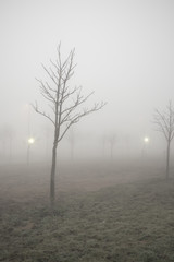 Winter leafless tree on a foggy landscape