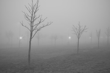 Perspective path made of leafless trees on a foggy winter cold frightening landscape