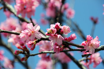 早咲きの桜