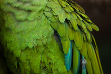 Green military macaw (Ara militaris)